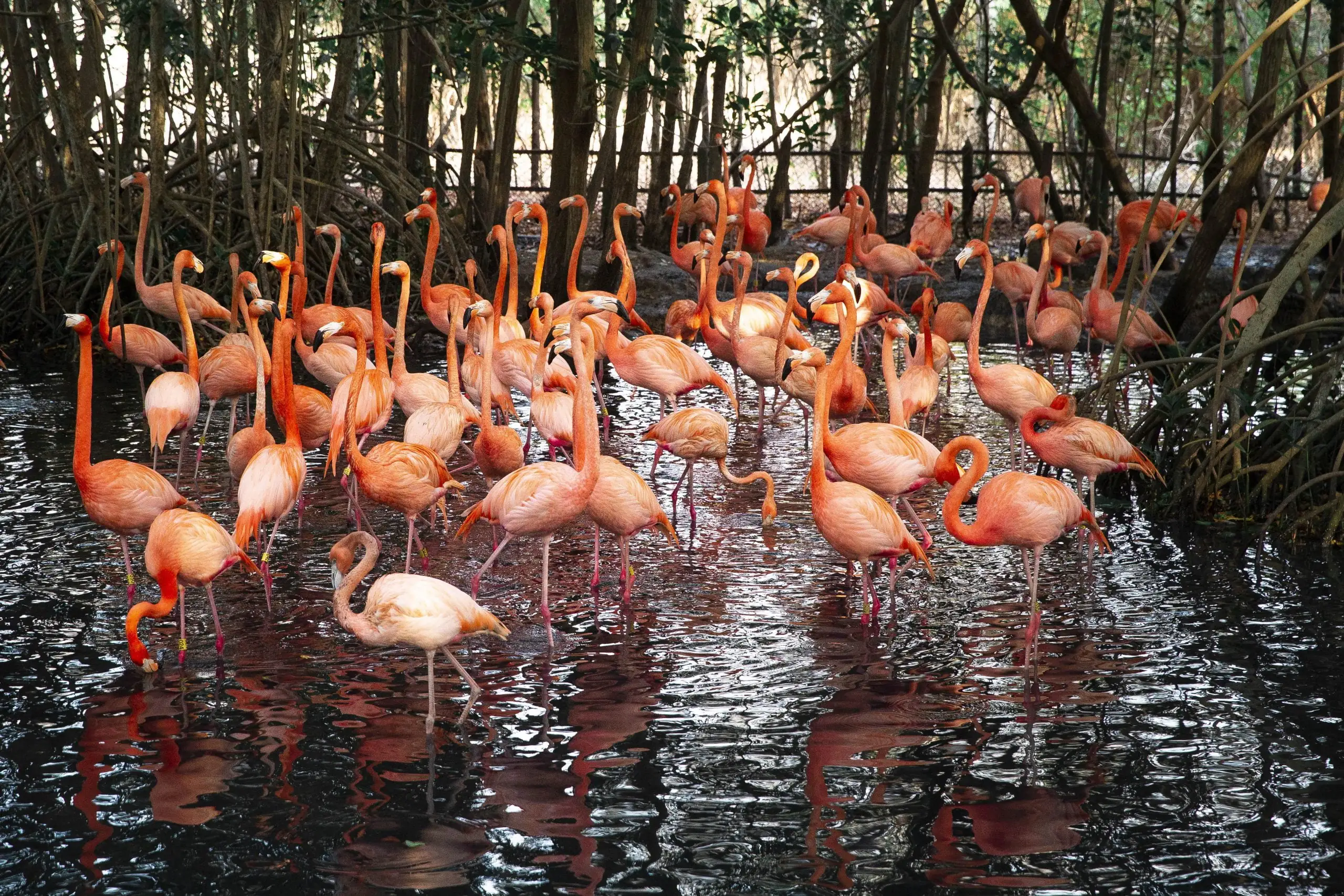 Baru Bird Sanctuary